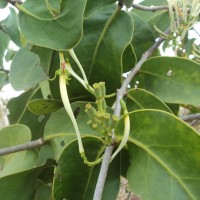 Dendrophthoe falcata (L.f.) Ettingsh.